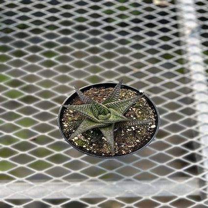 Haworthia 4,5 "