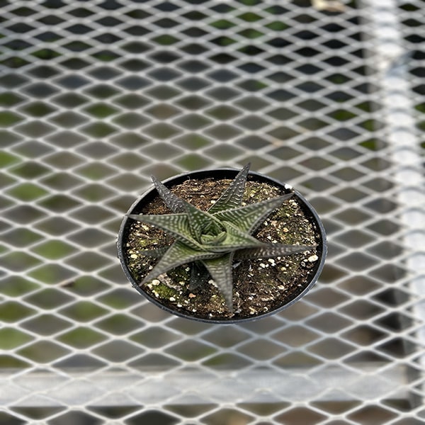 HAWORTHIA 4.5"