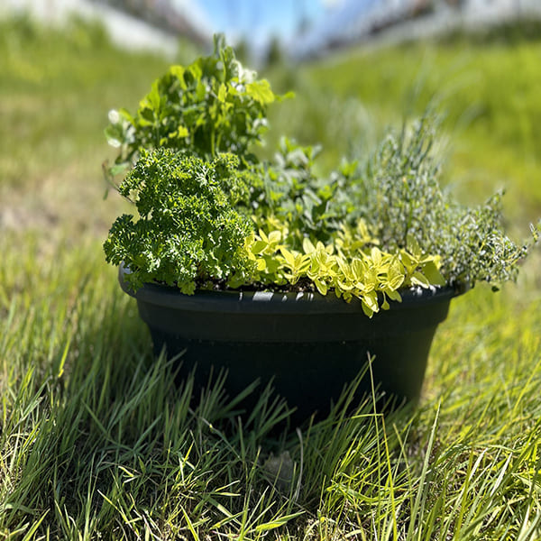 Emarville Mini Garden (Fine Herbs 2)
