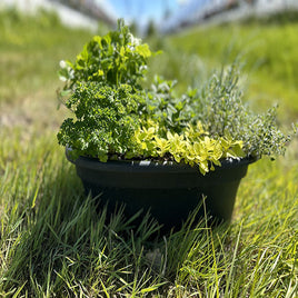 potted chamomile plant CHAMOMILE COMMON 4.5" POT – Emarville
