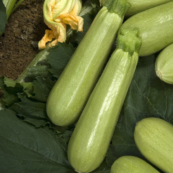 Lektor F1 - Hybrid Summer Squash Seeds
