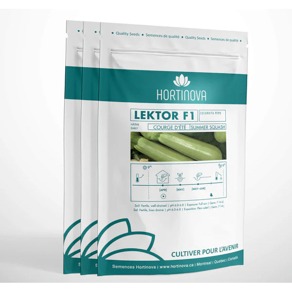 Lektor F1 - Hybrid Summer Squash Seeds