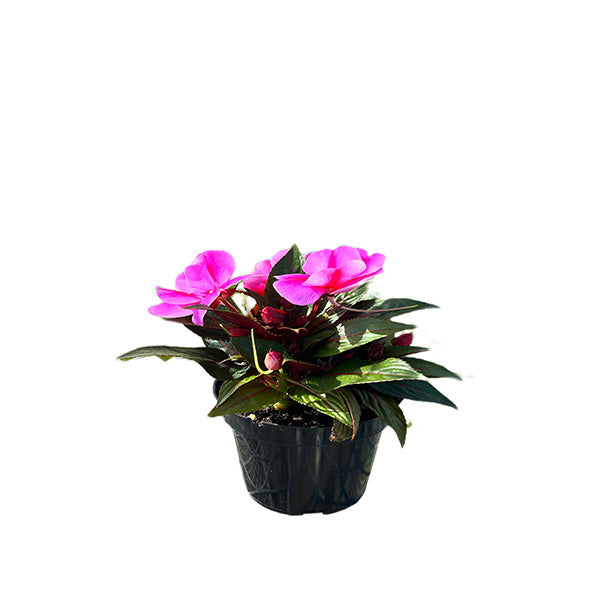 Impatiens Colorpower
