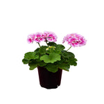 GERANIUM 5" POT