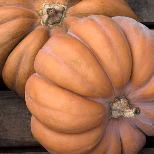 MusquÉE De Provence - Open Pollinated Winter Squash Seeds