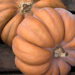 MUSQUÉE DE PROVENCE - Open Pollinated Winter Squash Seeds