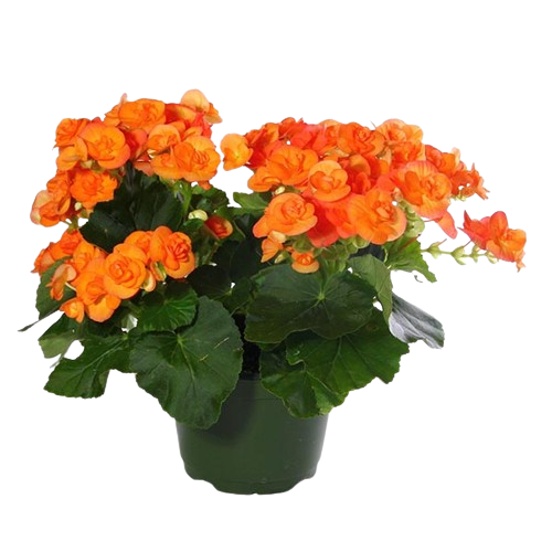 Begonia