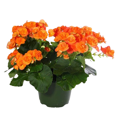 Begonia
