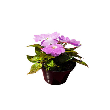 IMPATIENS X HA COLORPOWER ORCHID
