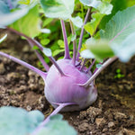 PURPLE DELICACY - Open Pollinated Kohlrabi Seeds