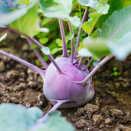 PURPLE DELICACY - Graines de chou-rave à pollinisation ouverte 