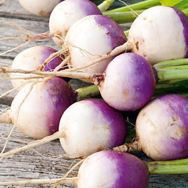 PURPLE TOP - Open Pollinated Turnip Seeds