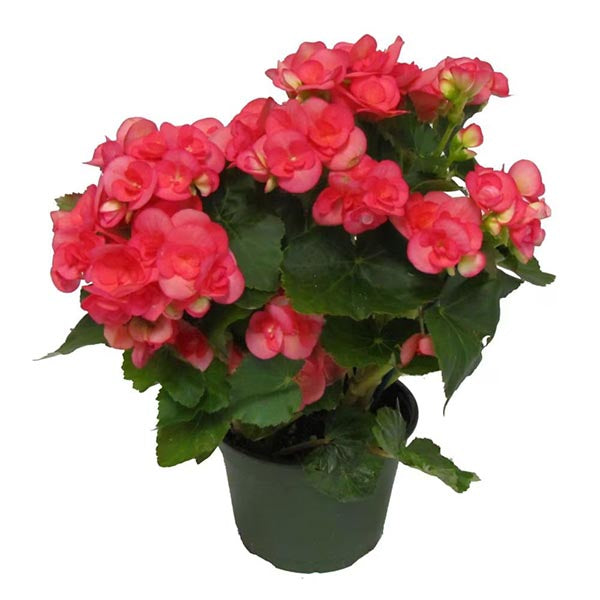 Begonia