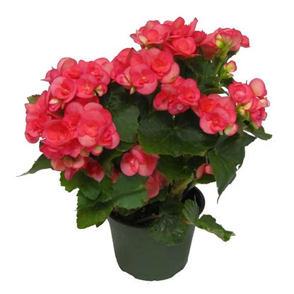Begonia