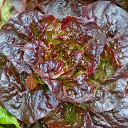 Red Cross - Open Pollinated Butterhead Lettuce Seeds