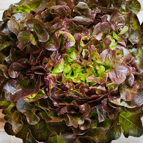 Red Pick - Open Pollinated Oakleaf Lettuce Seeds