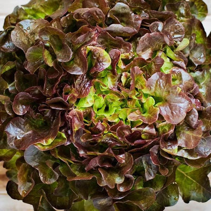 Red Pick - Open Pollinated Oakleaf Lettuce Seeds