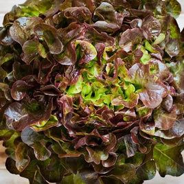 RED PICK - Open Pollinated Oakleaf Lettuce Seeds