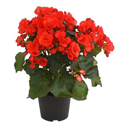Begonia