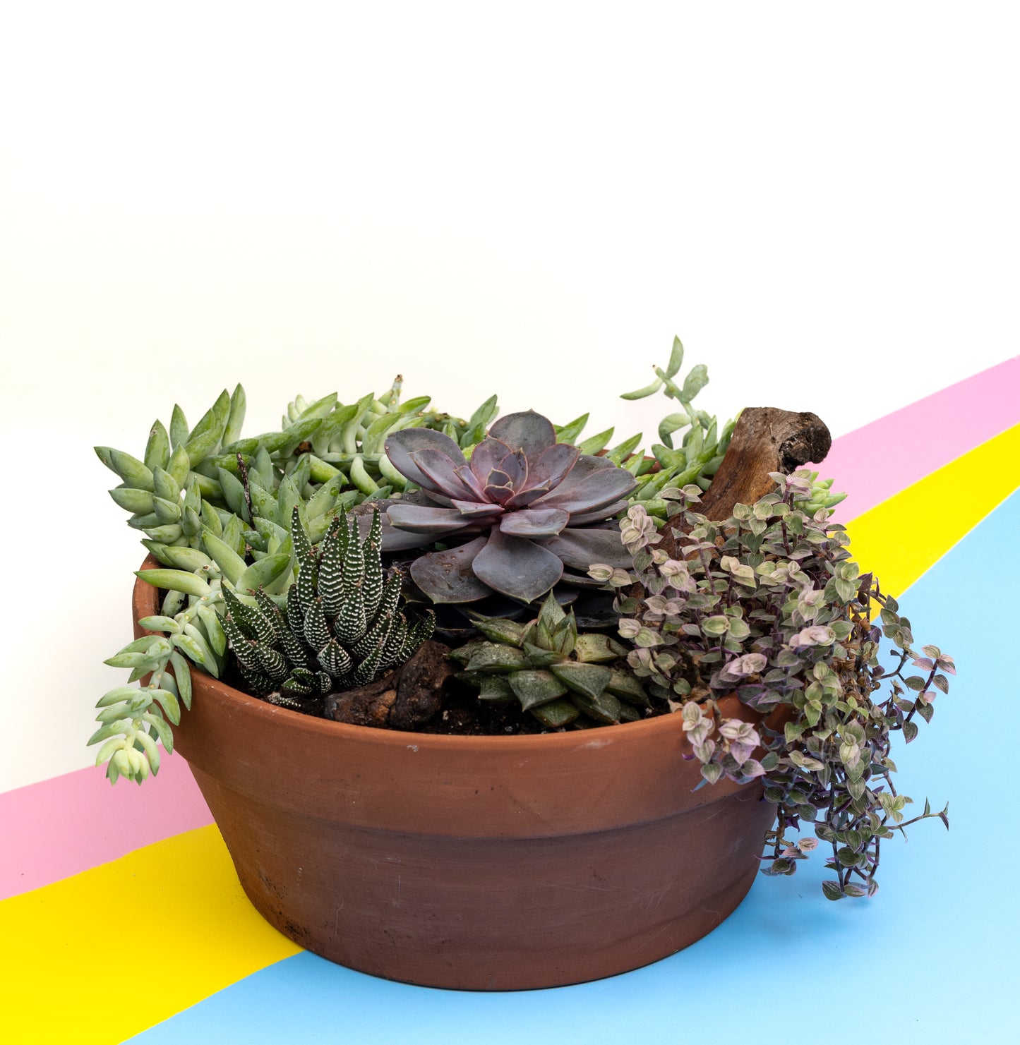 Composition de succulentes - 1