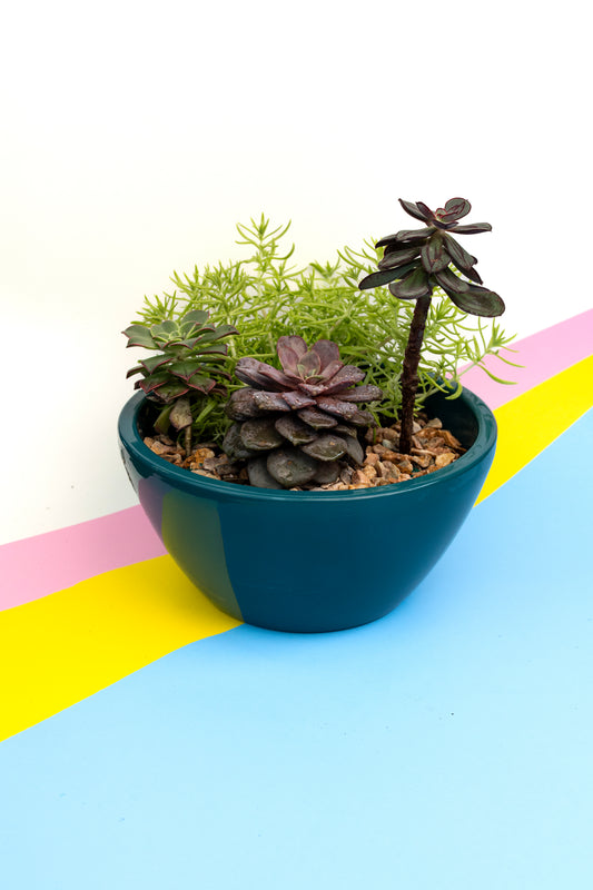 Succulent Arrangement - 5