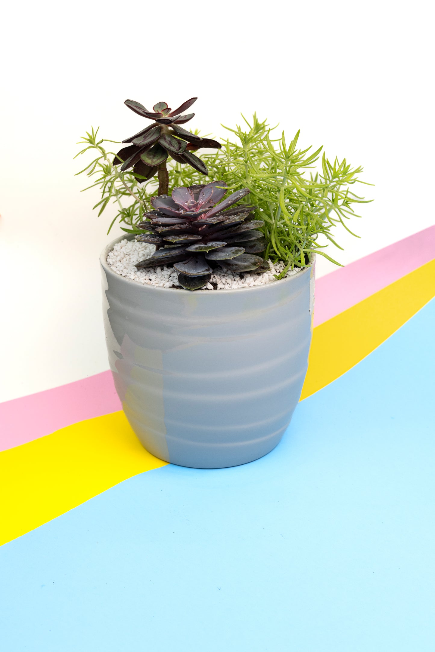 Succulent Arrangement - 4