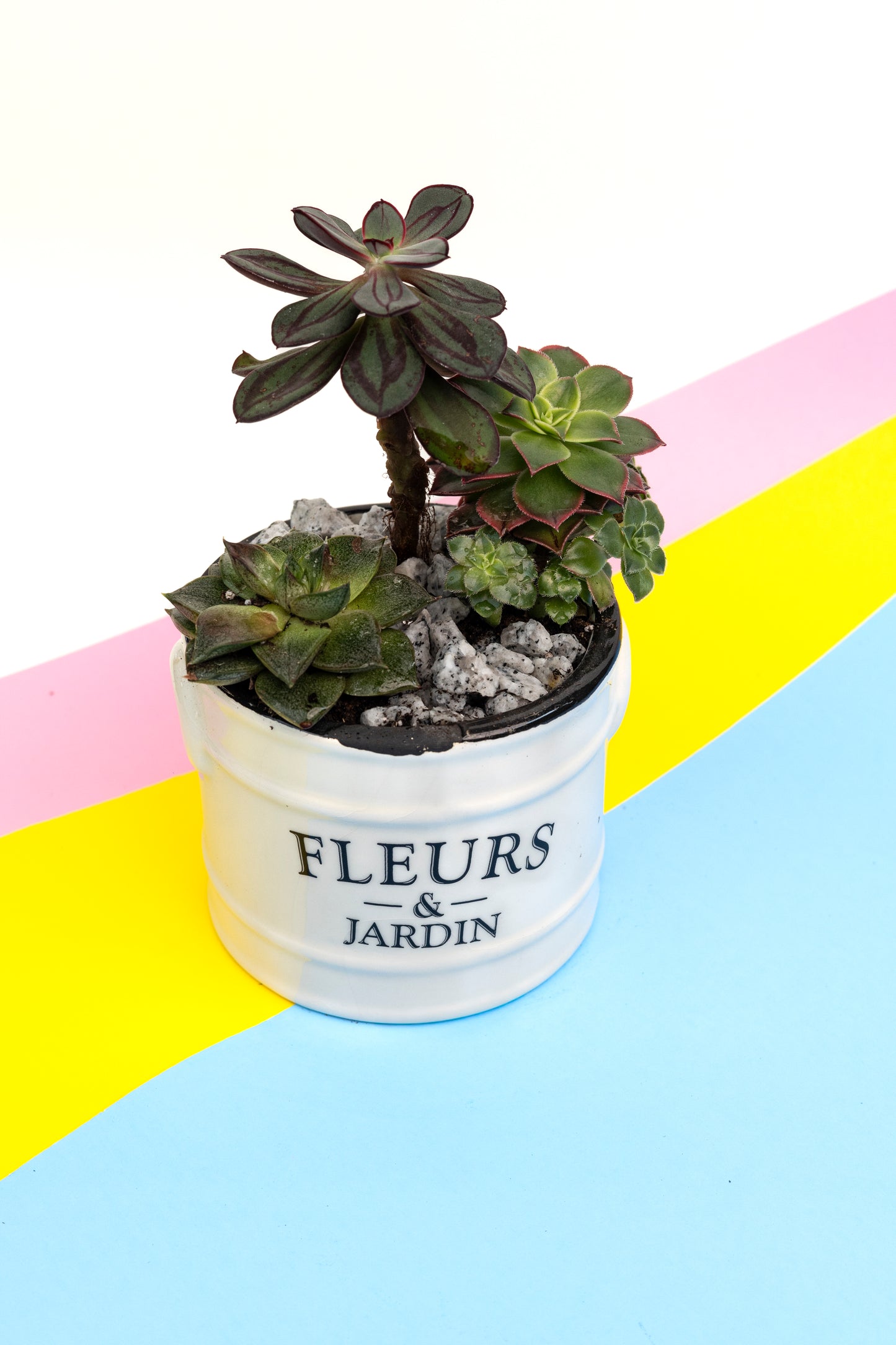 Composition de succulentes - 6