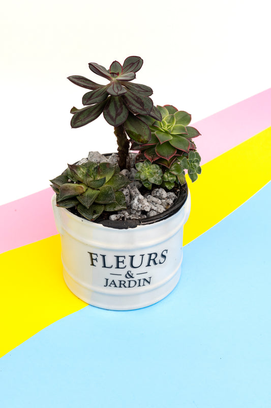 Succulent Arrangement - 6