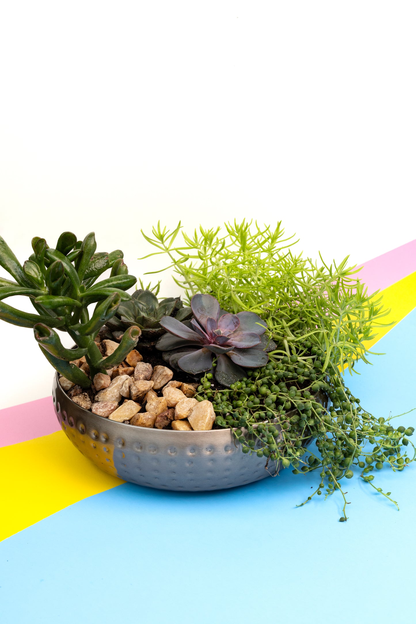 Succulent Arrangement - 2