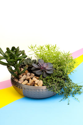 Succulent Arrangement - 2