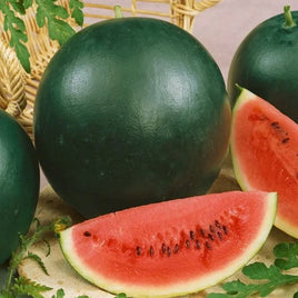 SUGAR BABY - Open Pollinated Watermelon Seeds