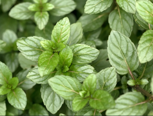 Mint Chocolate 5" Pot