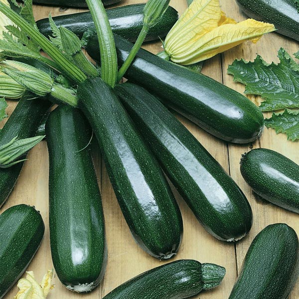 Tristan F1 - Hybrid Summer Squash Seeds