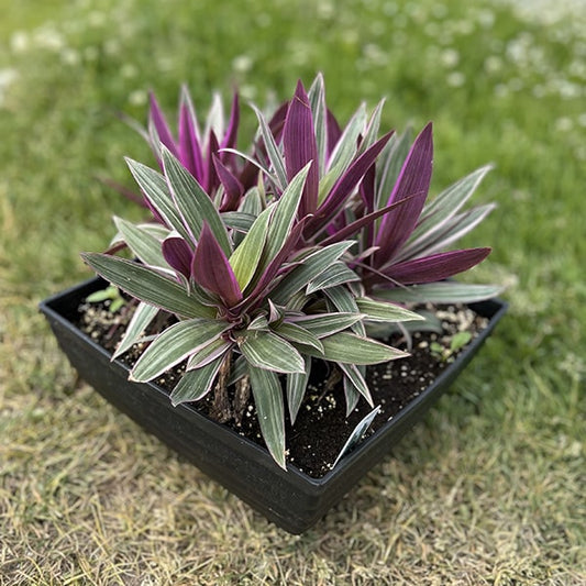 Tradescantia « Spathacea Rhoeo »