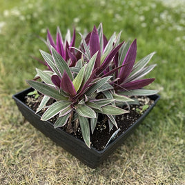 TRADESCANTIA “SPATHACEA RHOEO”