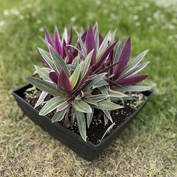 rhoeo plant indoor TRADESCANTIA “SPATHACEA RHOEO” – Emarville