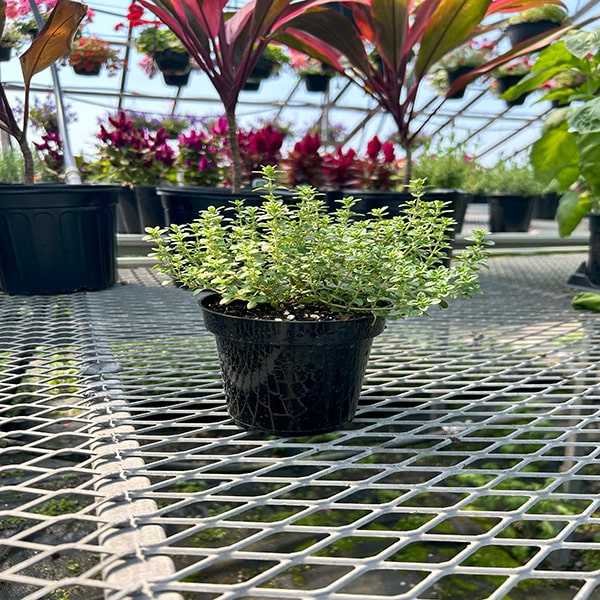 Thyme Cit Lemon Variegated 4.5" POT