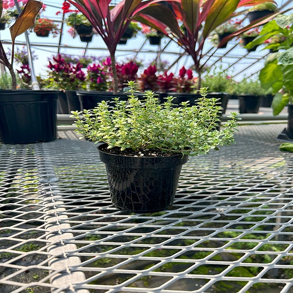 THYME CIT LEMON VARIEGATED 4.5" POT