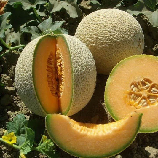 Vidal F1 - Semences de melon Cantaloup hybride