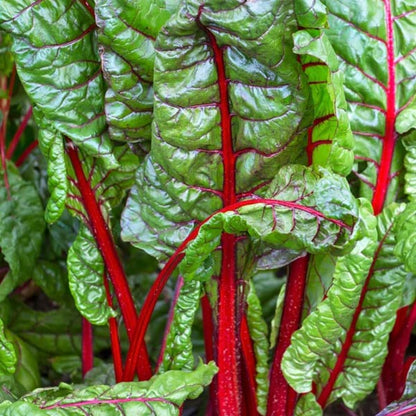 Vulkan - Open Pollinated Swiss Chard Seeds