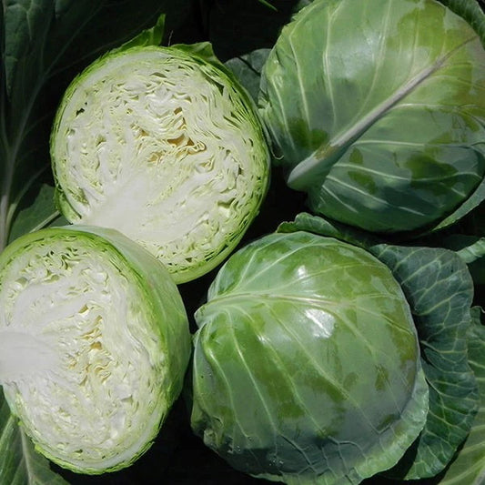 Chou d'été Kilagreg Green