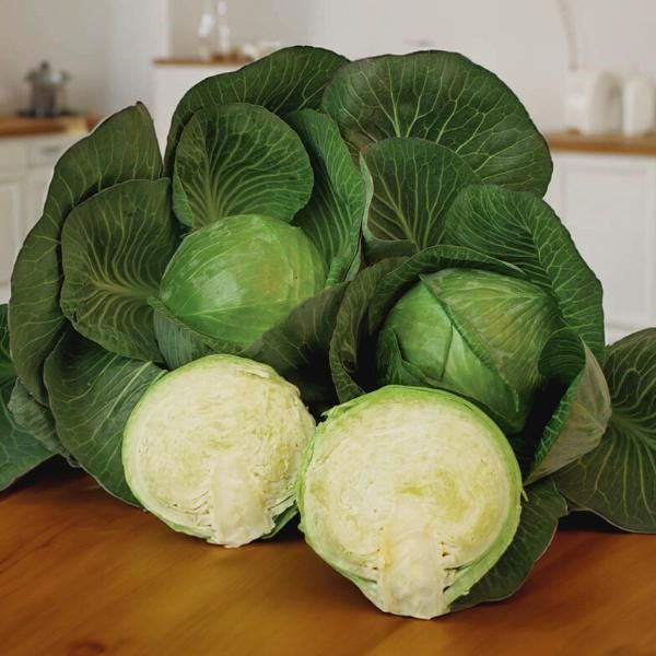 WINTER CABBAGE