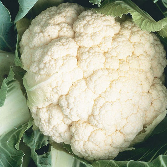 Cauliflower Hyb Minuteman