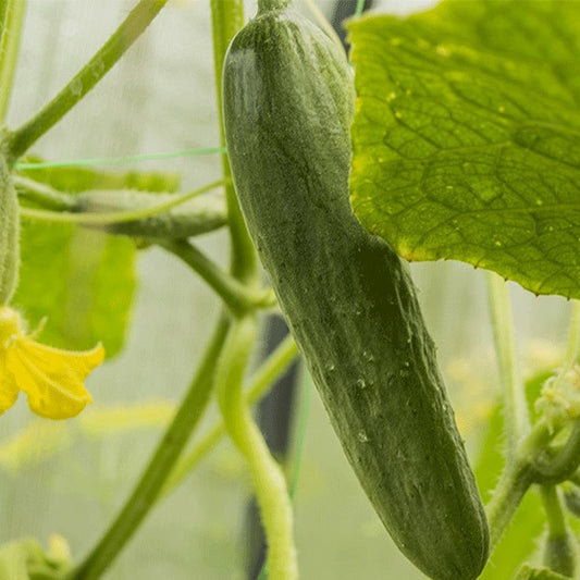 Cucumber Hyb Magic (Lebanese) 4.5" Pot