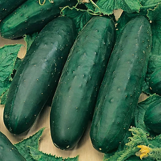 Cucumber Marketmore 4.5" Pot