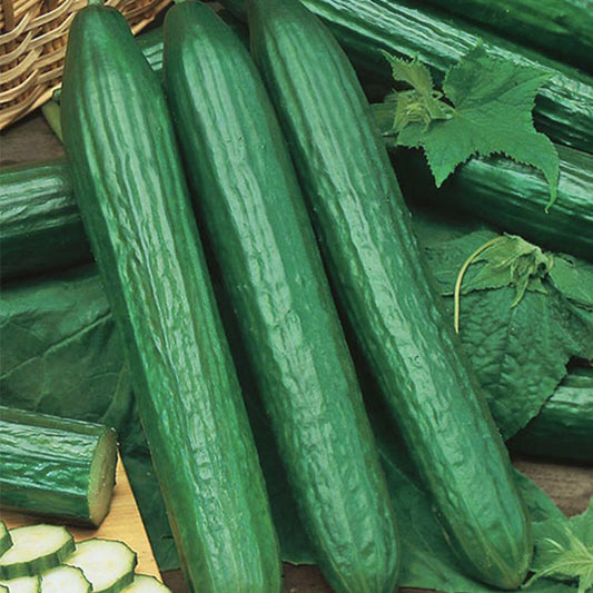 Cucumber English Telegraph 4.5" Pot