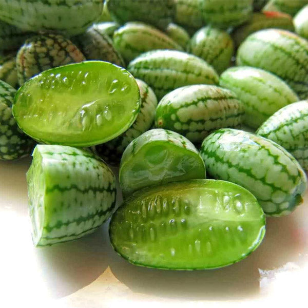 Cucumber Mouse Melon