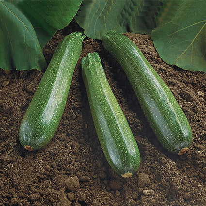 Courge de courgette