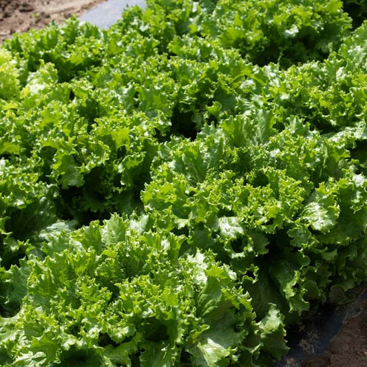 Laitue Feuille. Germe vert Bergam/Enrobée ORG