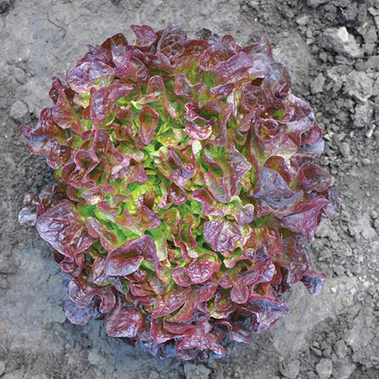 Eazyleaf Bellevue (Oak)Red Org ( Box Of 6 Plants )